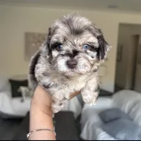 Ruby, a female Maltipoo for sale in Beverly Hills, CA – 1 of 2