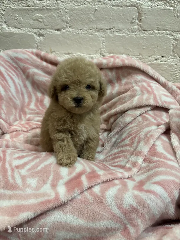Rosie – Maltipoo puppy for sale in Beverly Hills, CA