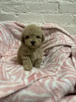 Rosie, a female Maltipoo for sale in Beverly Hills, CA – 1 of 5