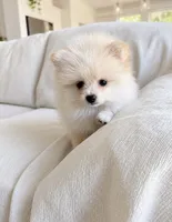 Oscar, a male Pomeranian for sale in Canyon Country, CA – 4 of 4