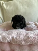 Alfie, a female Maltipoo for sale in Canyon Country, CA – 4 of 5
