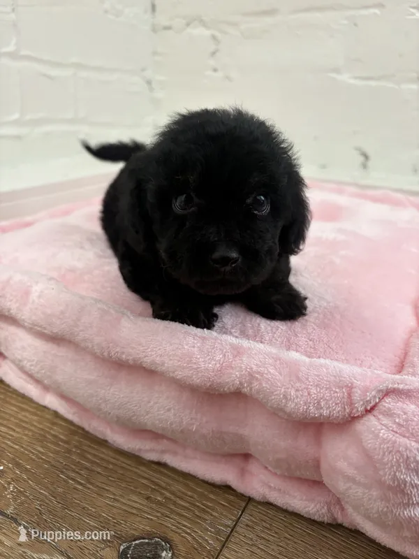 Roscoe  – Maltipoo puppy for sale in Beverly Hills, CA