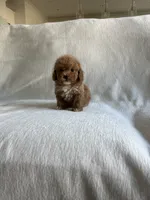 Millie, a female Poodle - Toy  for sale in Canyon Country, CA – 2 of 5