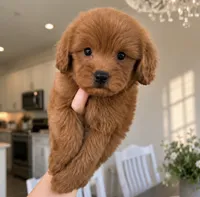 Milo, a male Maltipoo for sale in Beverly Hills, CA – 1 of 2