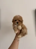 Molly, a female Maltipoo for sale in Canyon Country, CA – 7 of 7