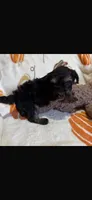 Ellie, a female Yorkipoo for sale in Canyon Country, CA – 2 of 3
