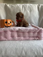 Cooper, a male Poodle - Toy  for sale in Canyon Country, CA – 2 of 6