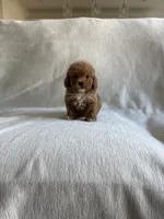 Millie, a female Poodle - Toy  for sale in Canyon Country, CA – 4 of 5