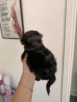 Willow, a female Yorkipoo for sale in Canyon Country, CA – 2 of 7