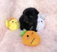 Luna, a female Yorkipoo for sale in Beverly Hills, CA – Photo 1 of 2