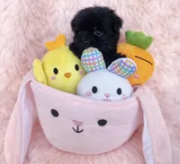 Luna, a female Yorkipoo for sale in Beverly Hills, CA – Photo 2 of 2