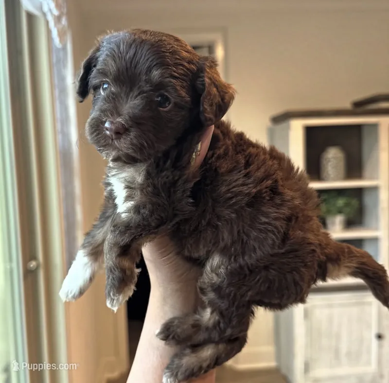 Lola – Maltipoo puppy for sale in Beverly Hills, CA