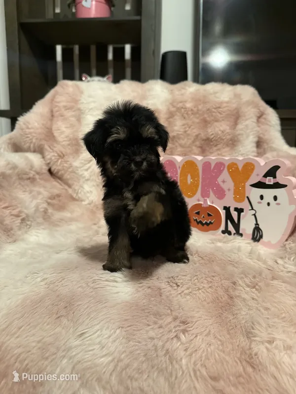 Willow, a female Morkie for sale in Canyon Country, CA – 1 of 3