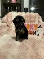 Willow, a female Morkie for sale in Canyon Country, CA – 1 of 3