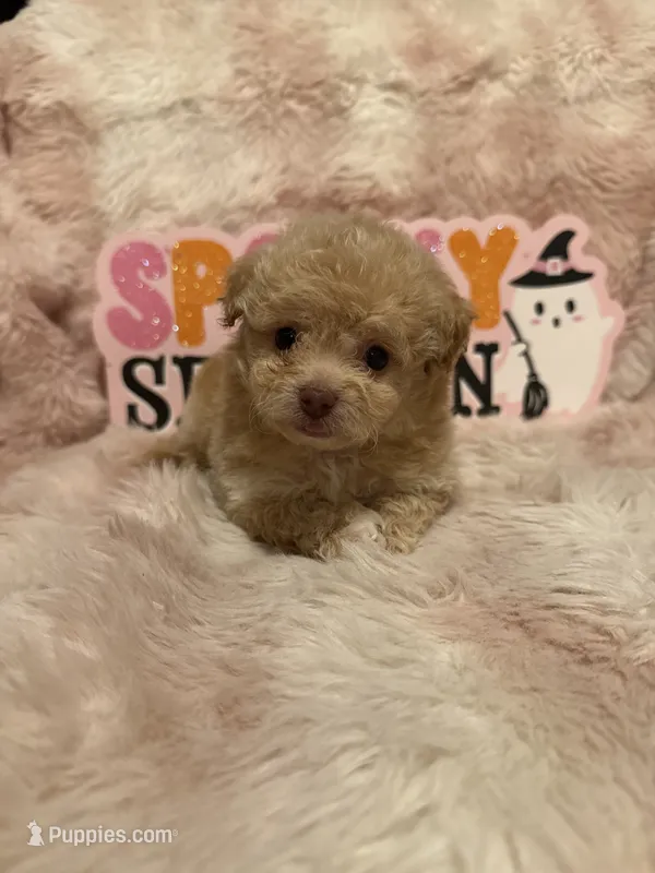 Penny, a female Pomapoo for sale in Canyon Country, CA – 1 of 5