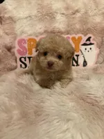 Penny, a female Pomapoo for sale in Canyon Country, CA – 1 of 5