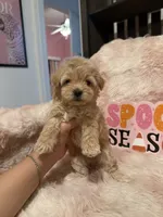 Ollie, a male Pomapoo for sale in Canyon Country, CA – 2 of 7