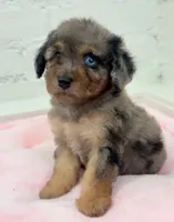 Mia, a female Maltipoo for sale in Beverly Hills, CA – 2 of 2