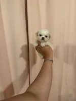 processed/c3fea910-0b8d-4493-967e-07698e26e983/listing/2c1c0079-bfc0-4b48-a99f-38d153701711/6f7fad54-a04f-4c5c-9e87-268b35abbff3