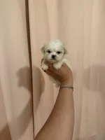 processed/c3fea910-0b8d-4493-967e-07698e26e983/listing/2c1c0079-bfc0-4b48-a99f-38d153701711/70c6ec24-fac0-4df6-8bdc-05b8234830b3