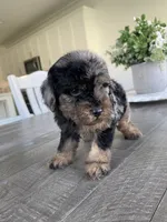 Ollie, a male Maltipoo for sale in Canyon Country, CA – 4 of 4