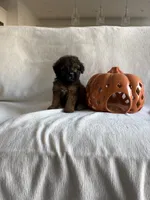 Archie, a male Poodle - Toy  for sale in Canyon Country, CA – 3 of 3
