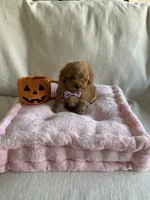 Beau, a male Poodle - Toy  for sale in Canyon Country, CA – 4 of 4