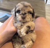 Ruby, a female Maltipoo for sale in Beverly Hills, CA – 2 of 2
