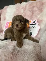 Millie, a female Poodle - Toy  for sale in Canyon Country, CA – 3 of 4