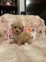 Penny, a female Pomapoo for sale in Canyon Country, CA – 5 of 5