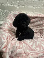 Beau , a male Maltipoo for sale in Beverly Hills, CA – 3 of 4