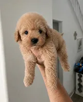 Izzy, a female Maltipoo for sale in Beverly Hills, CA – 2 of 2
