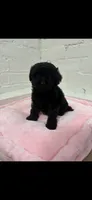 Koda , a male Maltipoo for sale in Beverly Hills, CA – 2 of 2