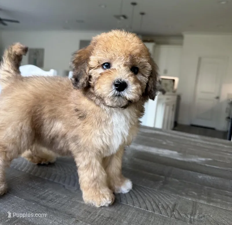 Timmy – Maltipoo puppy for sale in Beverly Hills, CA