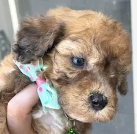 Timmy, a male Maltipoo for sale in Beverly Hills, CA – Photo 2 of 3