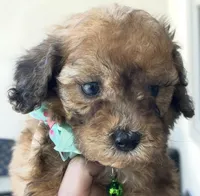 Timmy, a male Maltipoo for sale in Beverly Hills, CA – Photo 3 of 3