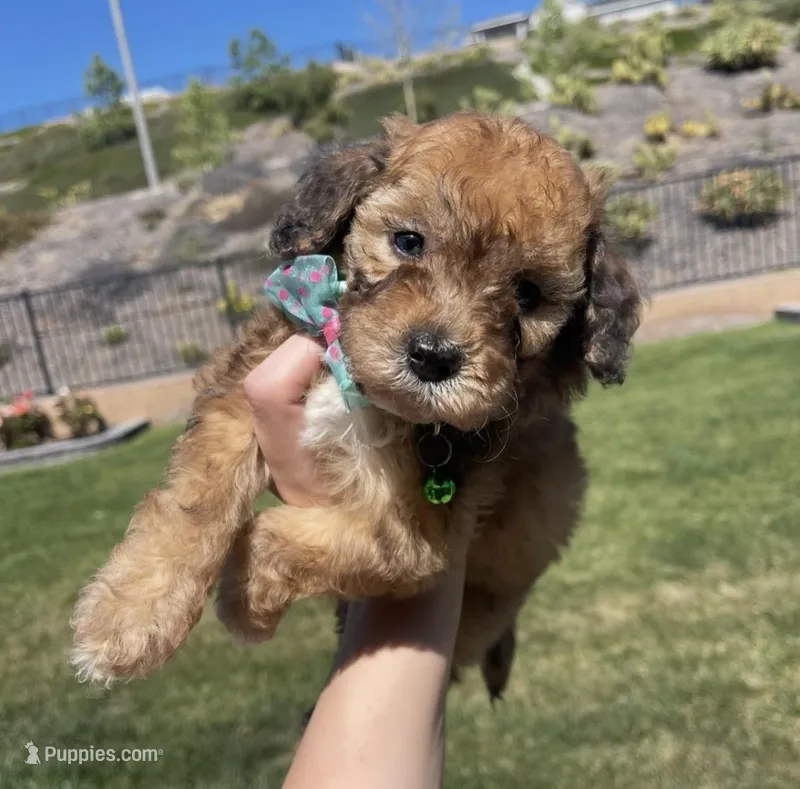 Timmy – Maltipoo puppy for sale in Beverly Hills, CA