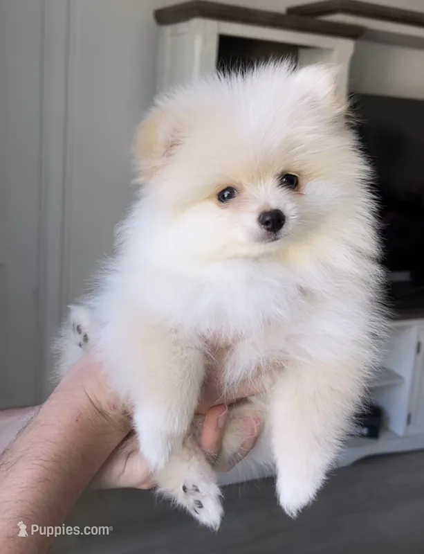 Oscar – Pomeranian puppy for sale in Canyon Country, CA