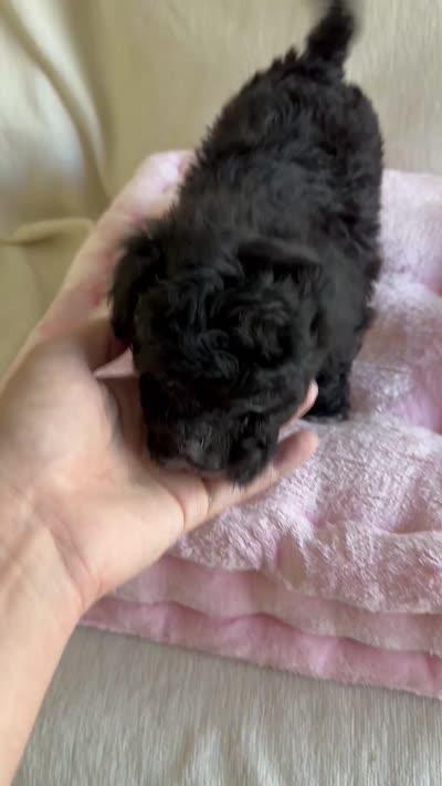 Alfie, a female Maltipoo for sale in Canyon Country, CA – 5 of 5