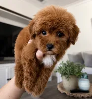 Teddy, a male Maltipoo for sale in Beverly Hills, CA – 2 of 2