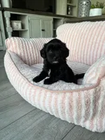 Nala, a female Pomapoo for sale in Canyon Country, CA – 3 of 3
