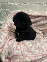 Beau , a male Maltipoo for sale in Beverly Hills, CA – 4 of 4