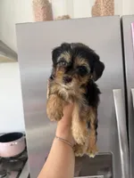 Willow, a female Yorkipoo for sale in Canyon Country, CA – 3 of 7