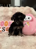 Ozzy, a male Morkie for sale in Canyon Country, CA – 4 of 4