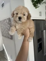 Bella, a female Maltipoo for sale in Canyon Country, CA – 2 of 7