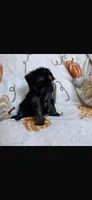 Ellie, a female Yorkipoo for sale in Canyon Country, CA – 3 of 3