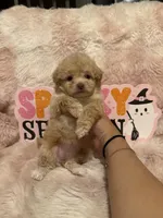 Penny, a female Pomapoo for sale in Canyon Country, CA – 2 of 5