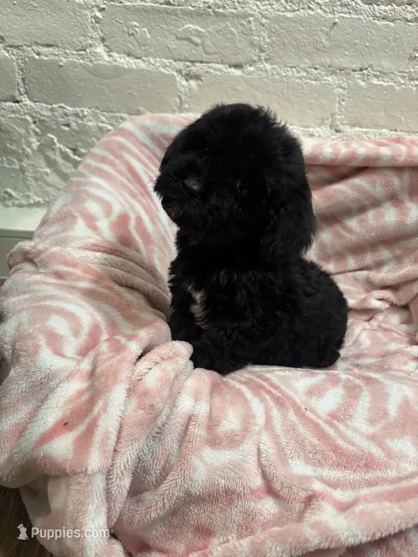 Beau  – Maltipoo puppy for sale in Beverly Hills, CA