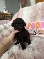 Izzy, a female Poodle - Toy  for sale in Canyon Country, CA – 5 of 5