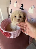 Lulu, a female Maltipoo for sale in Beverly Hills, CA – Photo 3 of 4